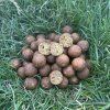 Economic Boilies Krab-Squid 24 mm / 8 kg