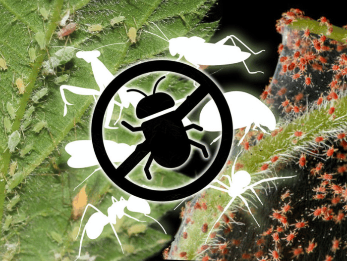Škůdci a choroby rostlin konopí