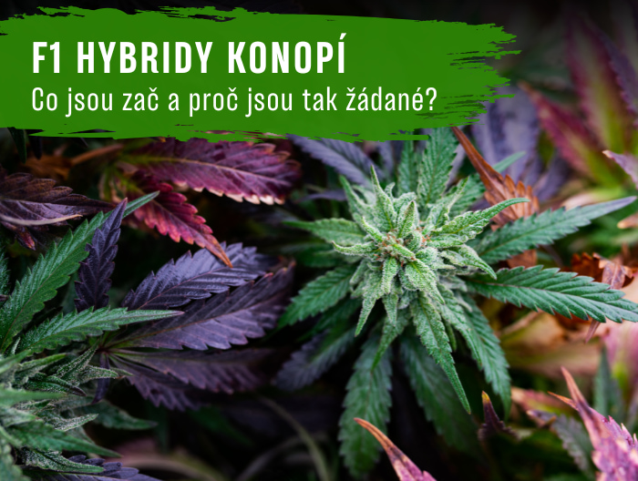 F1 hybridy konopí: Co jsou zač a proč jsou tak žádané?
