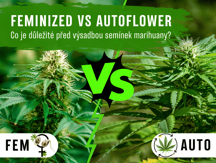 Feminized vs Autoflower: Co je důležité vědět před výsadbou semínek marihuany?