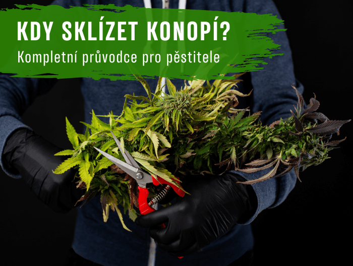 Jaký je nejlepší čas na sklizeň konopí? Kompletní průvodce pro pěstitele