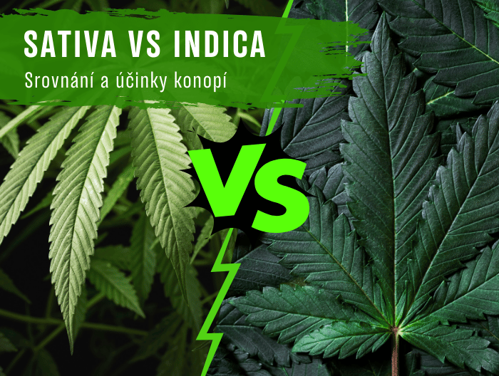Sativa vs Indica - Srovnání a účinky konopí