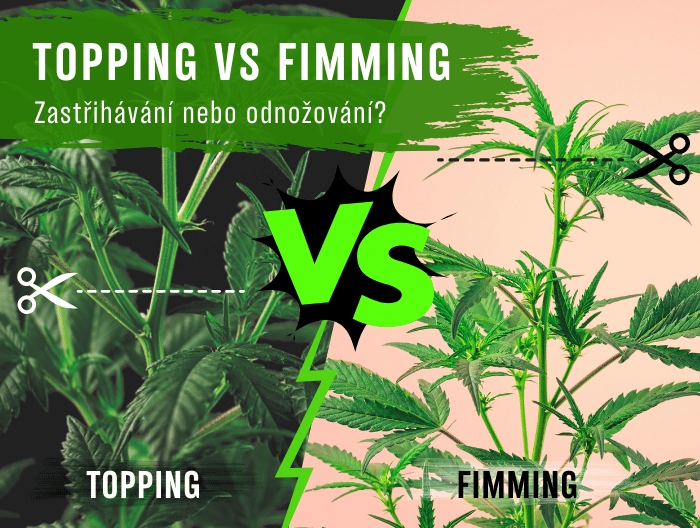 Topping vs fimming: Zastřihávání nebo odnožování?