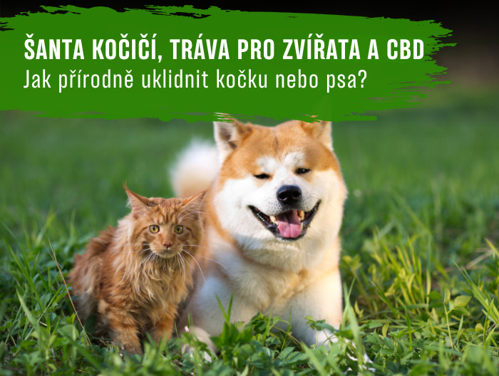 Šanta kočičí, tráva pro zvířátka a CBD: Jak přírodně uklidnit kočku nebo psa?