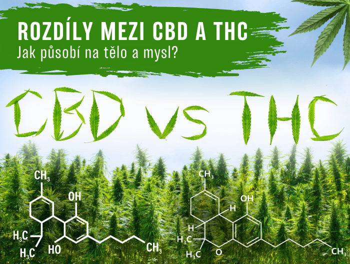 CBD vs. THC: Vysvětlení rozdílů a jejich účinků na tělo a mysl