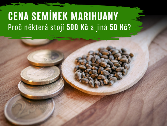 Proč stojí některá semena marihuany 500Kč a jiná 50Kč?