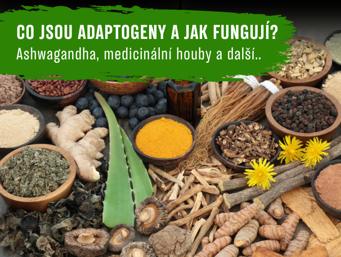 Co jsou adaptogeny a jak fungují? Ashwagandha, medicinální houby a další..