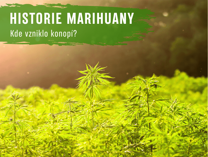 Historie a původ marihuany - Kde vzniklo konopí?