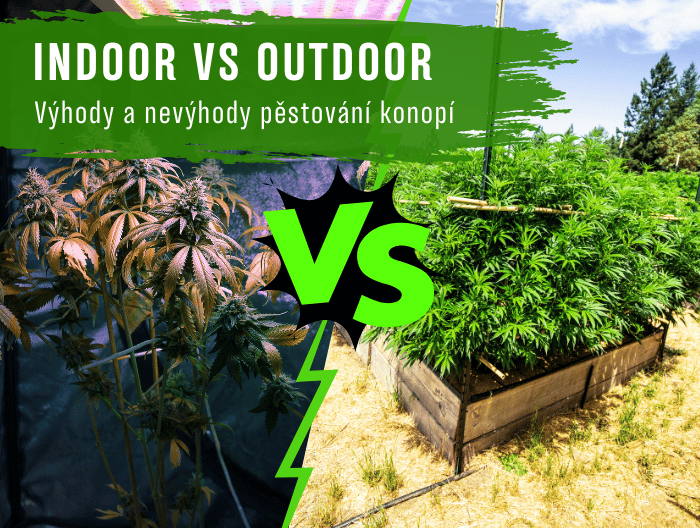 Pěstování konopí indoor nebo outdoor? Hlavní výhody a nevýhody