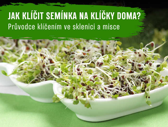 Jak klíčit semínka na klíčky doma? Průvodce klíčením ve sklenici a misce