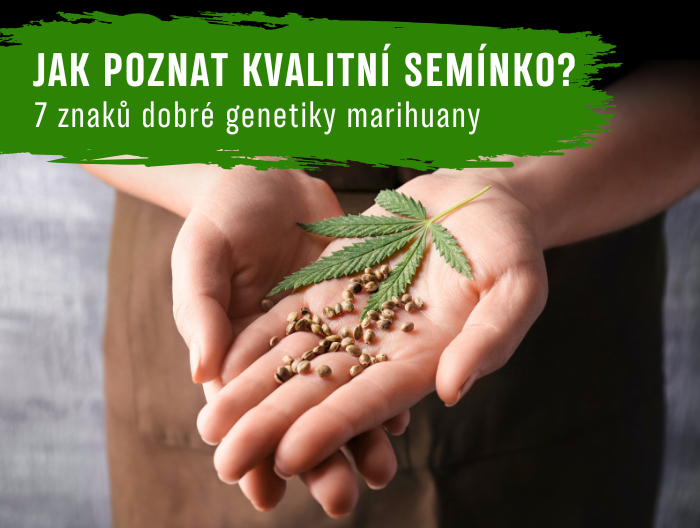 Jak poznat kvalitní semínko marihuany? 7 znaků dobré genetiky
