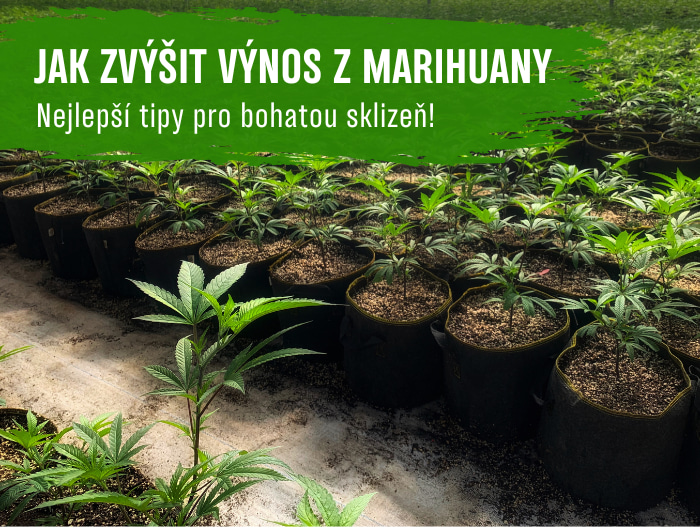 Jak zvýšit výnos z marihuany: Nejlepší tipy pro bohatou sklizeň!