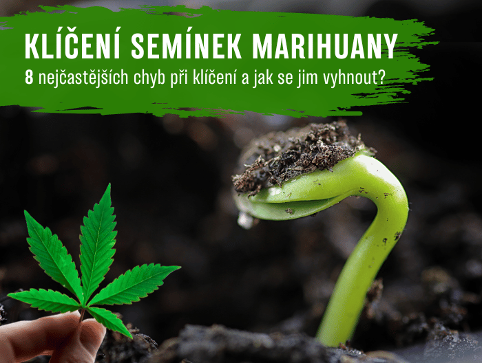 8 nejčastějších chyb při klíčení semena marihuany a jak se jim vyhnout