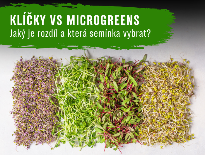 Klíčky vs Microgreens: Jaký je rozdíl a která semínka vybrat?
