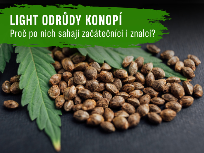 Light odrůdy konopí: Proč po nich sahají začátečníci i znalci?