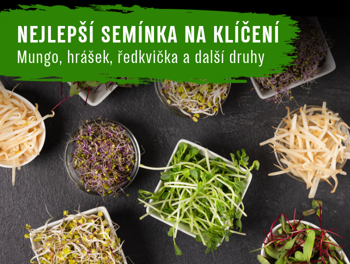 Nejlepší semínka na klíčení: Mungo, hrášek, ředkvička a další druhy
