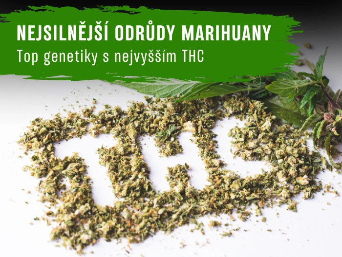 Nejsilnější odrůdy marihuany: Top genetiky s nejvyšším THC