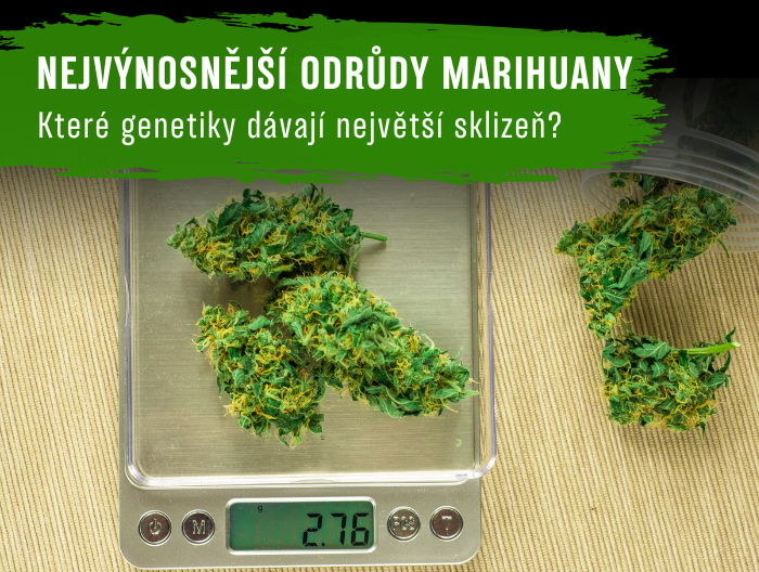 Nejvýnosnější odrůdy marihuany: Které genetiky dávají největší sklizeň?