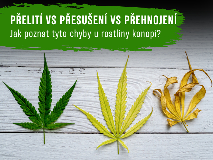 Jak poznat přelití vs přesušení vs přehnojení rostliny konopí