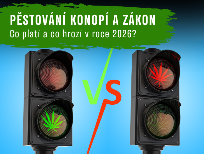 Co hrozí za pěstování konopí v roce 2026?