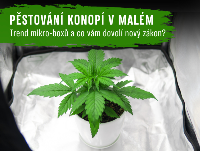 Pěstování konopí v malém: Trend mikro-boxů a co vám dovolí nový zákon?