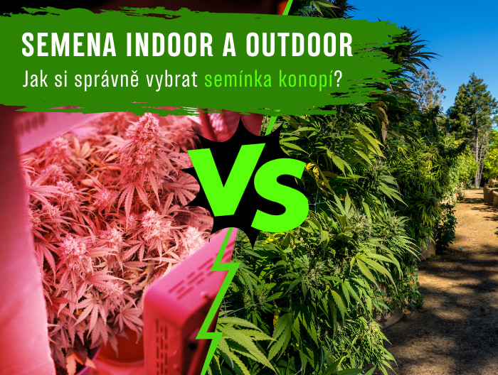 Semena Indoor a outdoor: Jak správně vybrat semínka konopí?