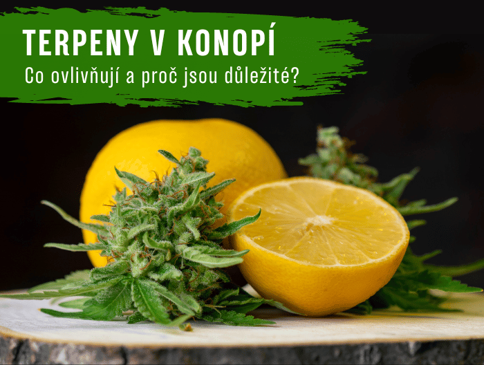 Terpeny v konopí: Co ovlivňují a proč jsou důležité?