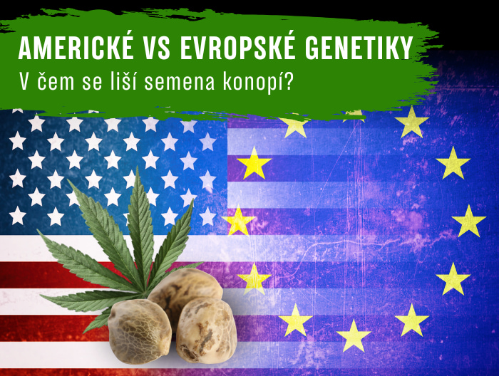 Americké vs evropské genetiky: V čem se liší semena konopí?