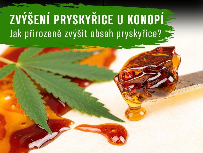 Jak zvýšit obsah pryskyřice u konopí přirozeně