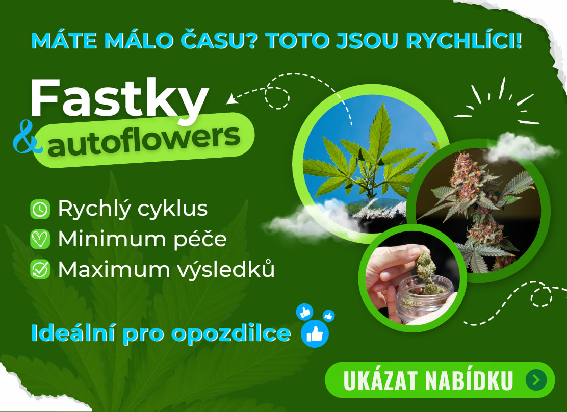 Fast a auto semínka konopí