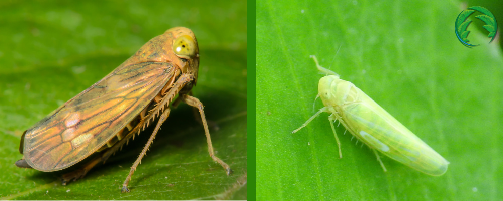 Křísi na konopí (leafhoppers)