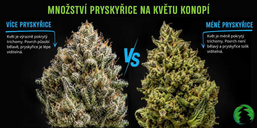 Množství pryskyřice na květech konopí