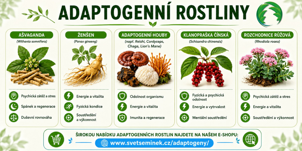 Adaptogenní rostliny - Ašvaganda, Ženšen, adaptogenní houby, Klanopraška čínská, Rozchodnice růžová
