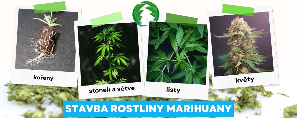 stavba rostliny marihuany