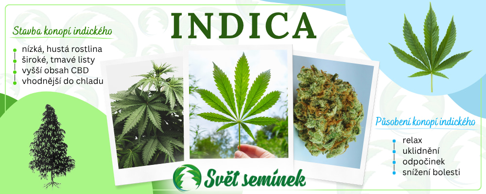 Indika - charakteristika rostliny