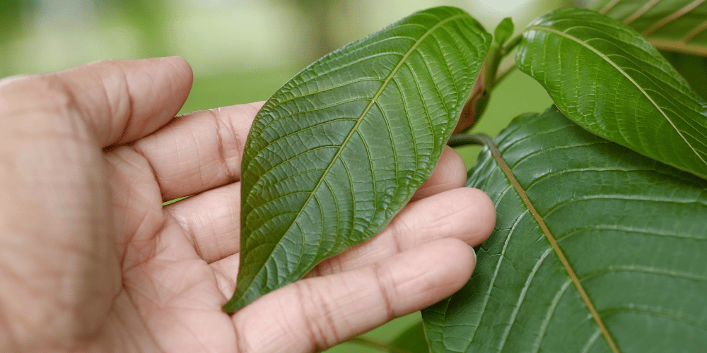 Sběr kvalitního kratomu