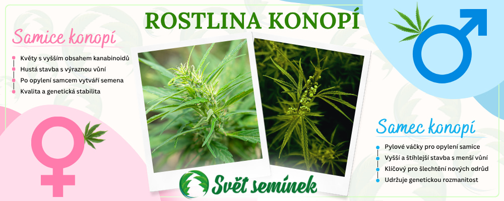 Samice konopí a samec konopí