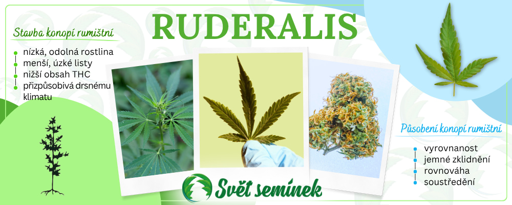 Ruderalis charakteristika rostliny