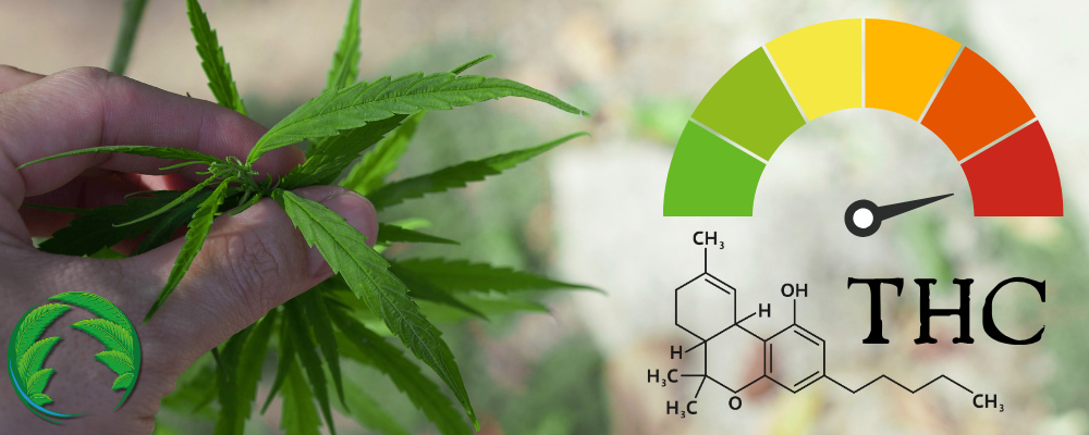 Rostlina konopí s vysokým obsahem THC