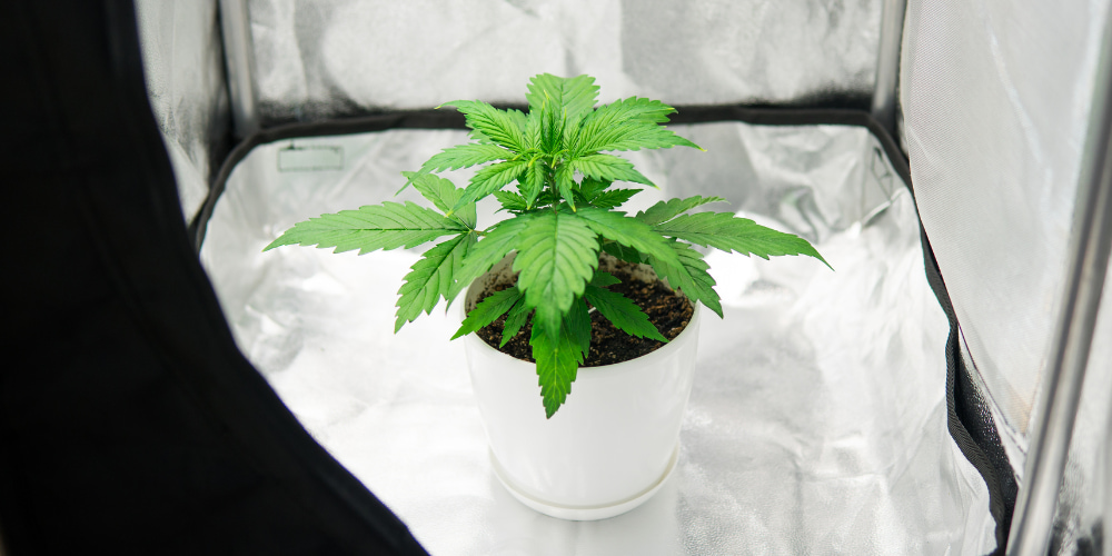 Rostlina marihuany v mikro boxu