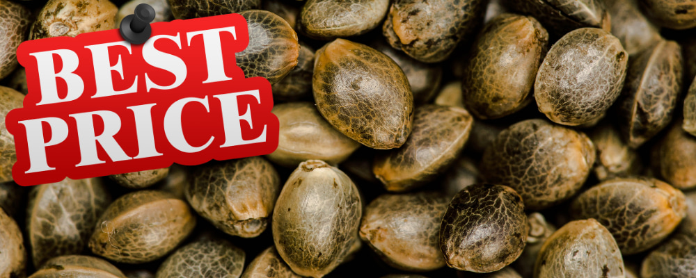 Levná semínka konopí