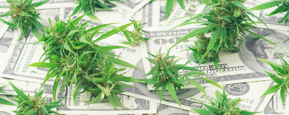 nejvýnosnější semena marihuany