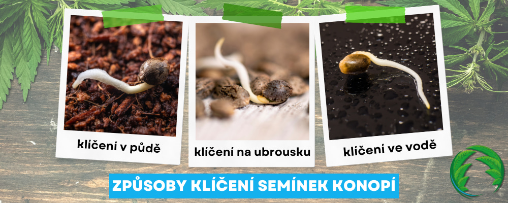 Způsoby klíčení semínek marihuany