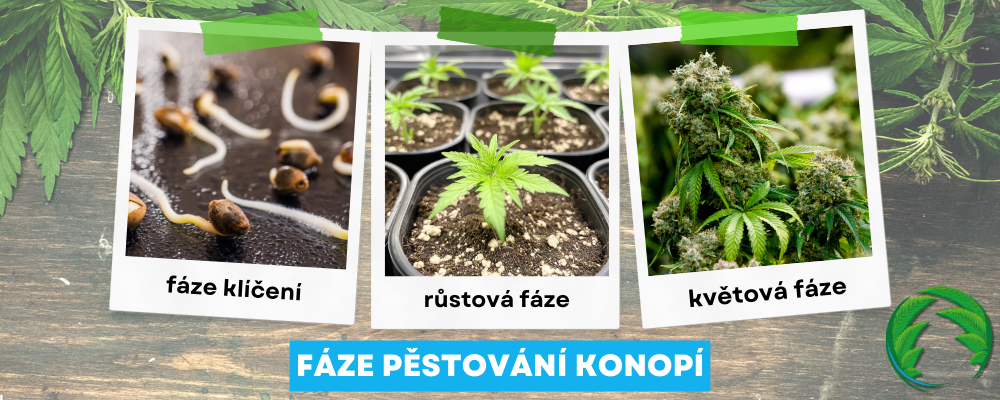 Fáze pěstování konopí