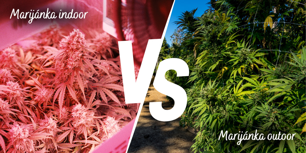Semena marihuany indoor vs outdoor
