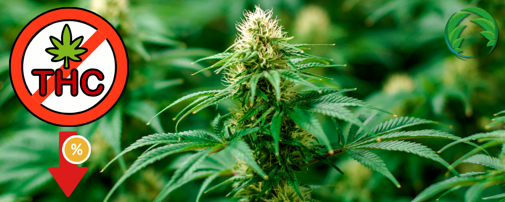 Marihuana s nízkým obsahem THC