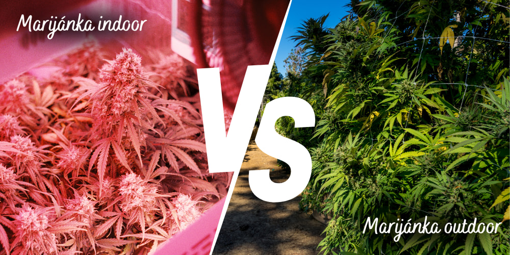 Semena marihuany indoor vs outdoor