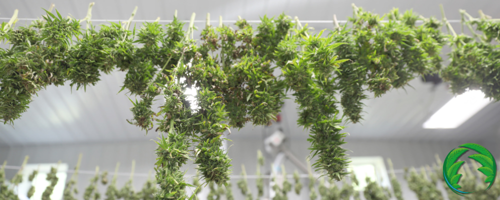 Sušení marihuany zavěšením