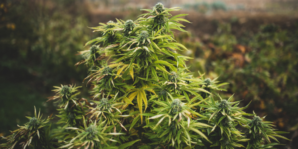 Outdoor pěstování konopí v ČR