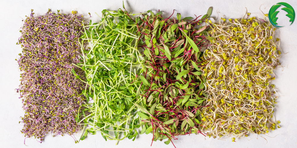 Klíčky a microgreens